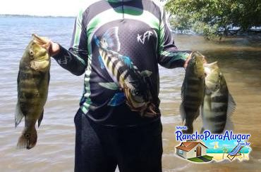 Wellington Japonês Guia de Pesca e Piloteiro em Miguelopolis - Wellington Japonês Guia de Pesca e Piloteiro em Miguelópolis