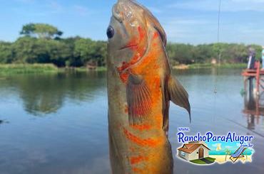 Rancho Alvorada para Alugar em Miguelopolis - Para Quem Gosta de Pescaria