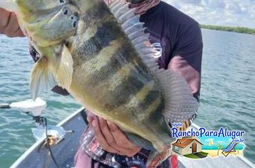 Pezao Guia de Pesca Guia de Pesca e Piloteiro em Miguelopolis - Pezao Guia de Pesca Guia de Pesca e Piloteiro em Miguelópolis
